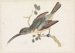 Colibrì su un ramo a sinistra da Anonymous