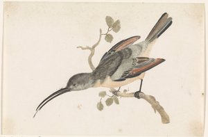 Colibrì su un ramo a sinistra