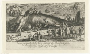 Copia della balena arenata a Berckhey nel 1598 come la balena arenata ad Ancona nel 1601