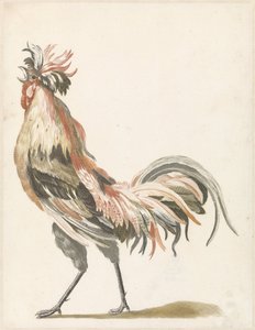 Gallo che canta verso sinistra da Anonymous
