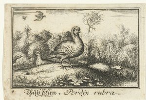 Paesaggio con pernici
Räb Hun, Perdix rubra. (titolo sull