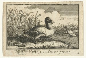 Paesaggio con anatra selvatica da Anonymous