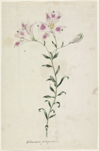 Giglio (Alstromeria Pelegrina)