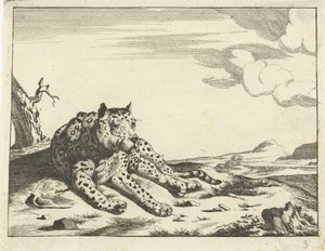 Leopardo sdraiato, visto di fronte, zampe a destra da Anonymous