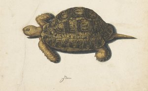Tartaruga palustre