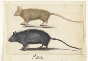 Topo e ratto