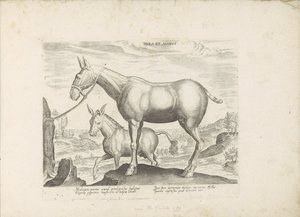 Mulo e asino