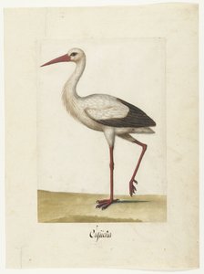 Cicogna (album Lombard)