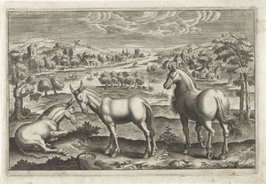 Cavallo e asini (Animalivm Qvaddrvpedvm)
