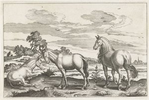 Cavallo e asini