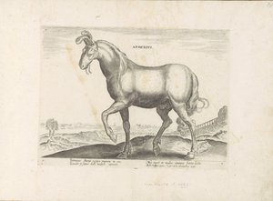 Cavallo dall