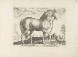 Cavallo della Calabria da Anonymous