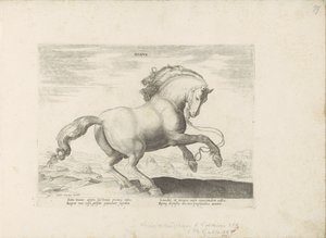 Cavallo della Danimarca