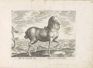 Cavallo d