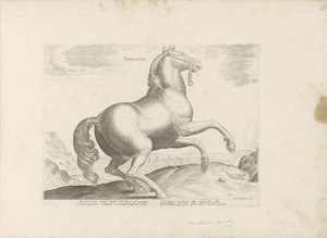 Cavallo dalla Francia (Razze di cavalli dalle scuderie reali di Don Giovanni d