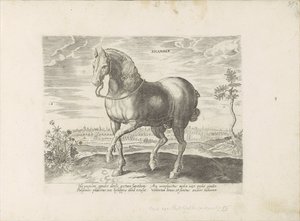 Cavallo di Gelre (serie: Razze di cavalli dalle scuderie reali di Don Giovanni d