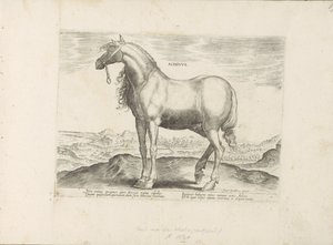 Cavallo dalla Grecia