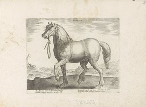 Cavallo di Gulik (Juliacus) da Anonymous