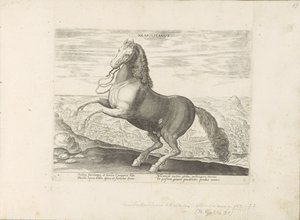 Cavallo di Napoli