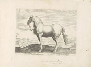 Cavallo del Nord Italia