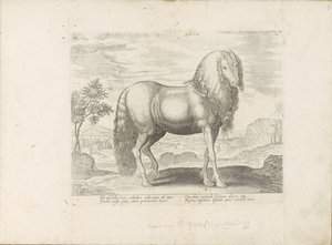 Cavallo dalla Romania (Dacus) da Anonymous