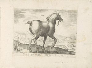 Cavallo della Sassonia