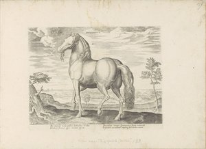 Cavallo della Sardegna