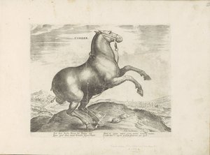 Cavallo dalla Scizia da Anonymous