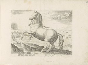 Cavallo di Spagna da Anonymous