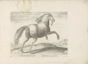 Cavallo di Spagna da Anonymous