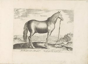 Cavallo della Tessaglia da Anonymous