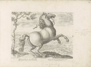 Cavallo toscano da Anonymous