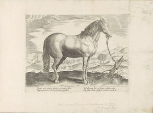 Cavallo dalla Turchia