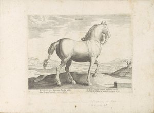 Cavallo delle Fiandre (serie: Razze di cavalli dalle scuderie reali di Don Giovanni d