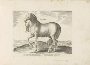 Cavallo di Sicilia