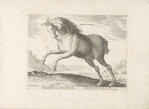 Cavallo della razza Equus Regius (il Reale) da Anonymous