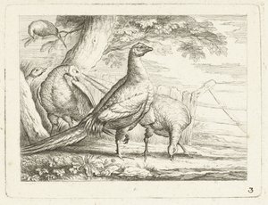 Galline che beccano (Uccelli indigeni)