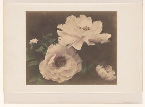 Peonie