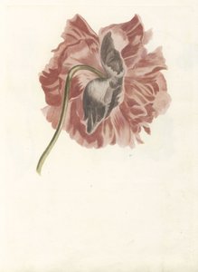Peonia da Anonymous