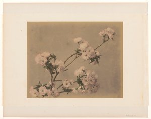 Peonie