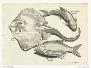 Rog, brema e pesce bianco