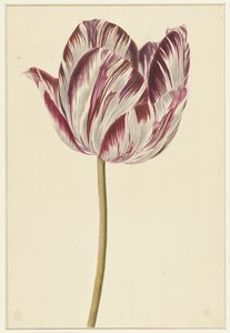 Tulipano rosso e bianco