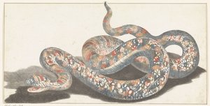 Serpente da Anonymous