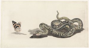 Serpente con una farfalla