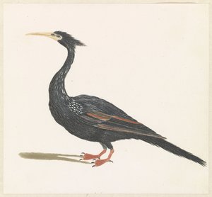 Anhinga da Anonymous