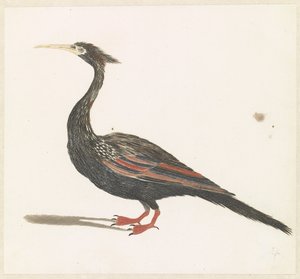 Anhinga da Anonymous