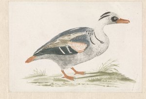 Anatra in piedi con petto bianco verso destra da Anonymous