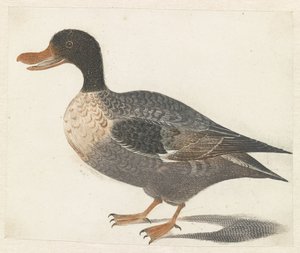Anatra in piedi verso sinistra