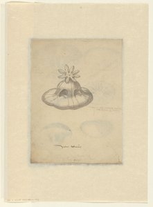 Studio di una medusa da Anonymous