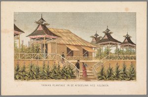 Pianta di tabacco delle colonie olandesi all
